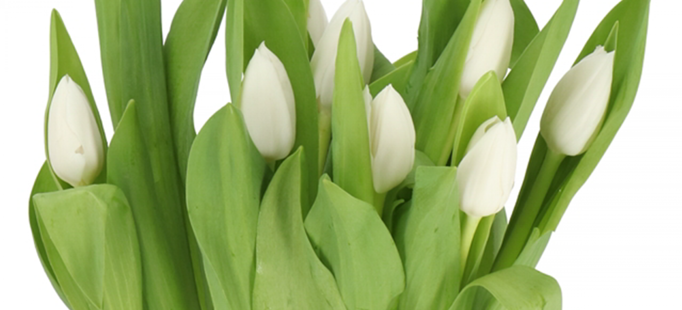 tulip-royal-virgin
